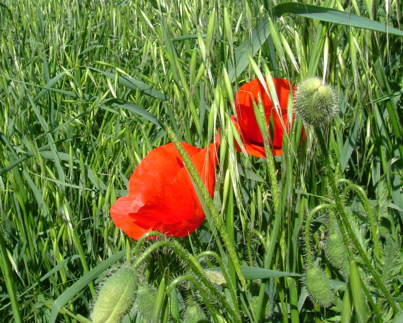 Papaver rhoeas/Papavero comune